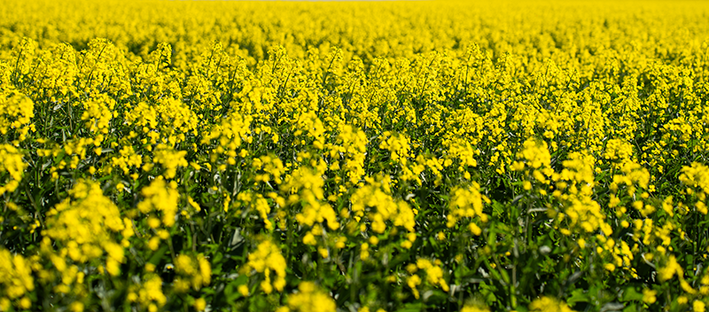 CANOLA